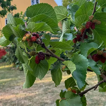 בית נופש Historic Charm By The Sea In הסלה